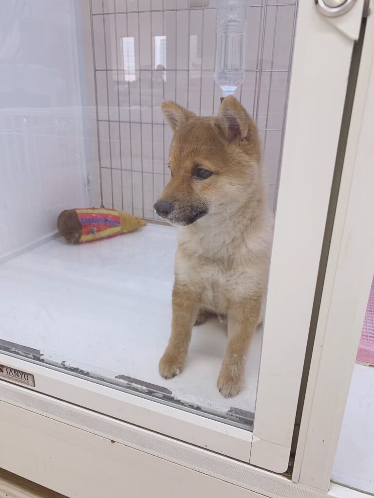 共働きで初めて犬を飼う方に向けて