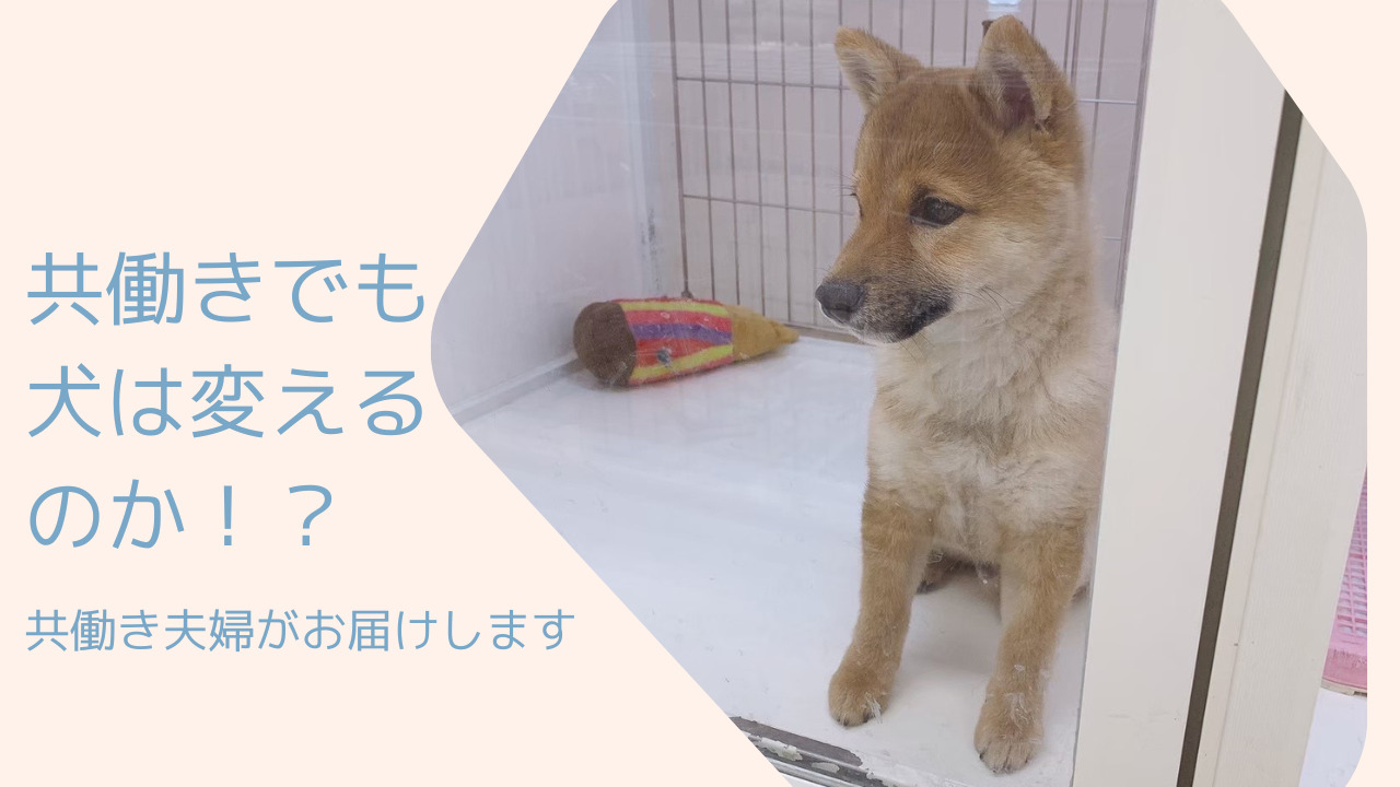共働きで初めて犬を飼う方に向けて