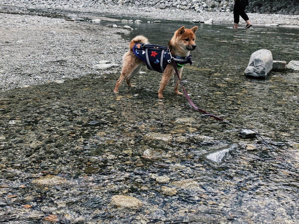 毎月11日はワンワンデー 犬と一緒に川遊びができる 大滝キャンプ場 神奈川県丹沢
